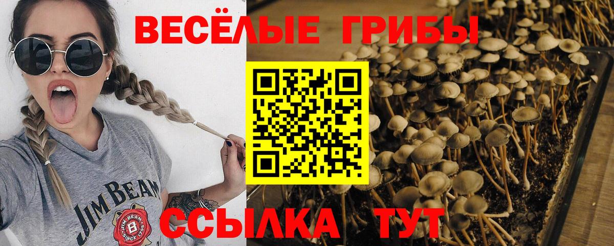 Псилоцибиновые грибы мицелий  Вход с VPN  Псилоцибиновые грибы Cubensis  Лесной 